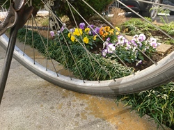 Cycle & Flower